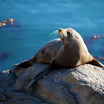 Seal Safari