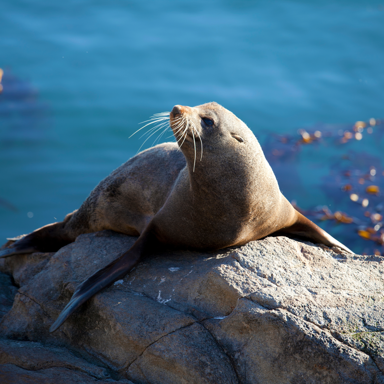 Seal Safari